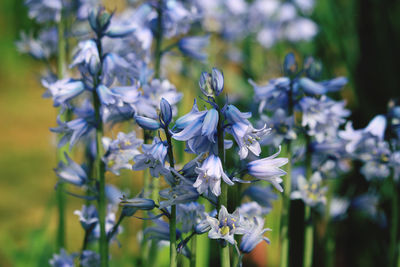 Close-up of white flowering plant