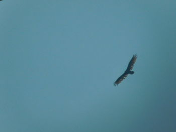 Low angle view of seagull flying against clear sky