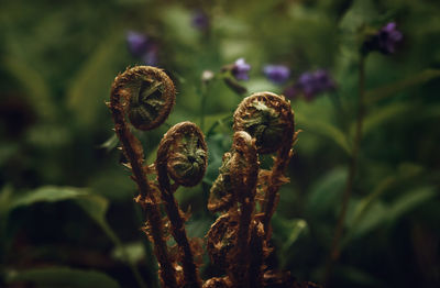 Close-up of fern