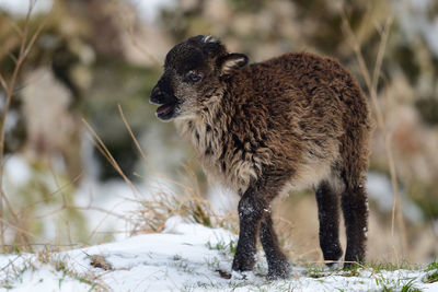 View of an animal on field during winter