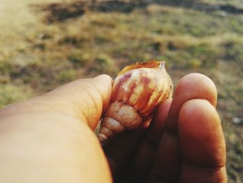 Close-up of hand holding leaf