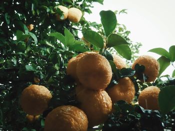 Close-up of fruits growing on tree