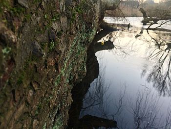 Reflection of trees in water