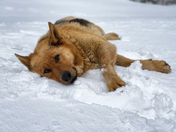 Dog lying on snow covered land