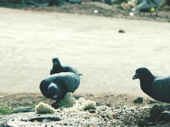 Bird in water