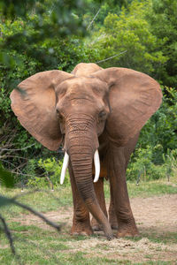 Elephant eating grass on field in color