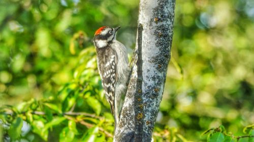 Close-up of bird perching on tree