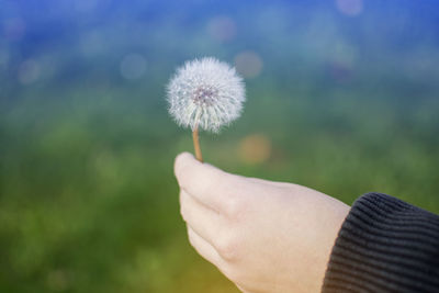 Close-up of hand holding dandelion against blurred background