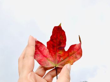 Midsection of person holding maple leaf against sky during autumn