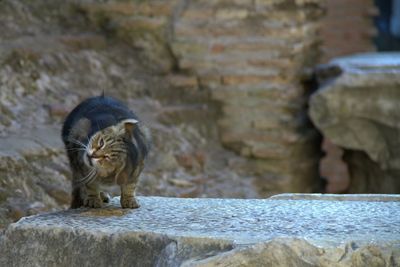 View of tiger