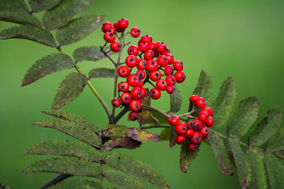 Close-up of rowanberries growing on plants