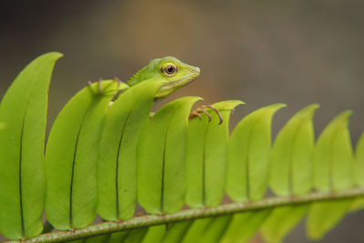 Close-up of lizard on plant