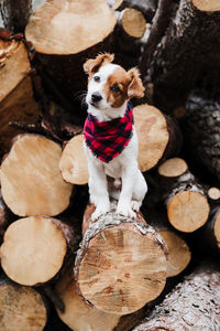 Cute jack russell dog sitting in front of wood trunks in mountain. wearing modern bandana.  nature