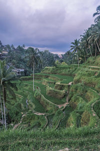 Vertical shot of the tegallalang rice terraces in ubud on the island of bali in indonesia. 