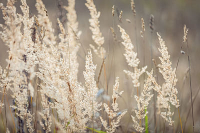 Spikelets of a fluffy plant in light pastel colors sway in the wind