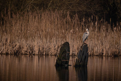 Perched heron on lake 