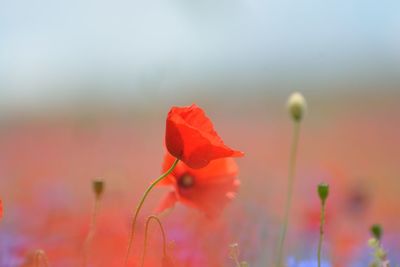 Close-up of red flowering plant