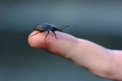 Cropped image of hand on small