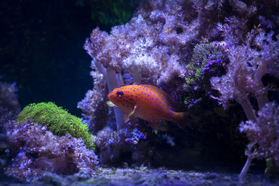 Close-up of fish swimming in saltwater tank