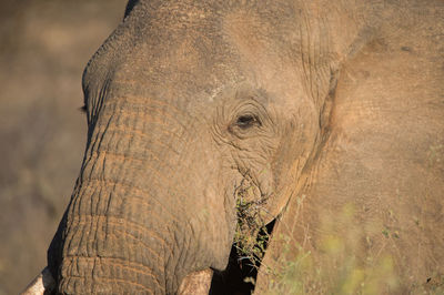 Close-up of elephant