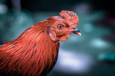 Close-up of rooster