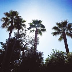 Low angle view of trees against sky