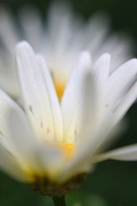 Close-up of white flower blooming outdoors