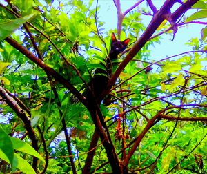 Low angle view of tree against sky