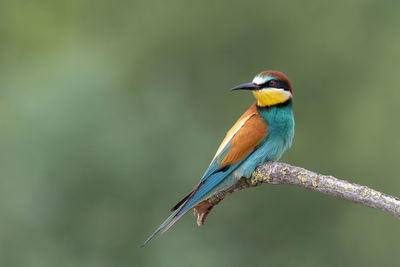 Close-up of bird perching on branch