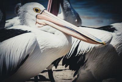 Pelicans on sunny day