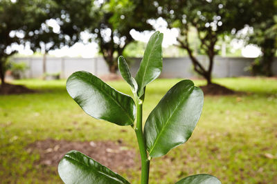Close-up of plant growing on field