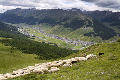 Scenic view of farms against sky