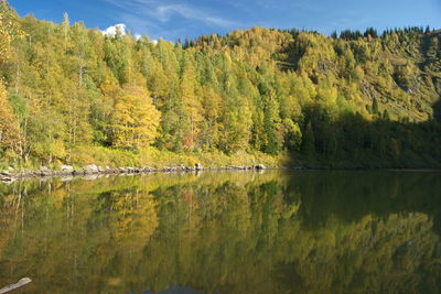 Scenic view of lake by trees in forest