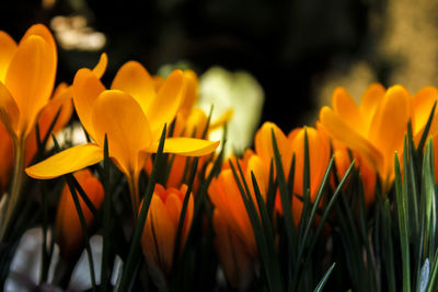 Close-up of yellow tulips blooming outdoors