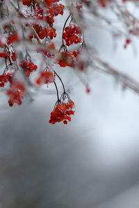Frozen red berries on branches during winter