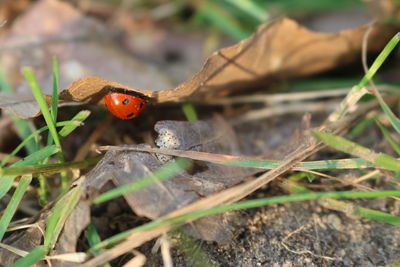 Close-up of ladybug on leaf