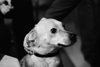 Cropped hand petting dog