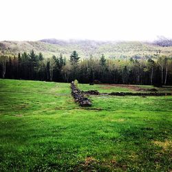 Trees on grassy field