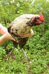 Close-up of hand holding bird by plant