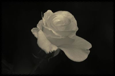 Close-up of rose over black background