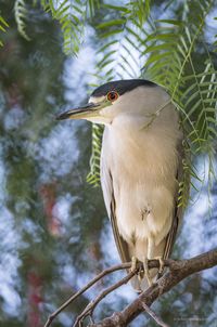 Close-up of heron perching on tree