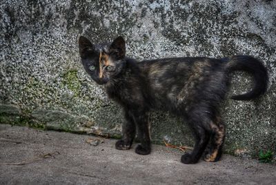 Portrait of black cat