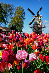 Blooming tulips flowerbed and windmill in keukenhof flower garden