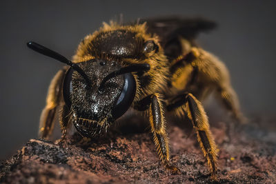 Close-up of bee