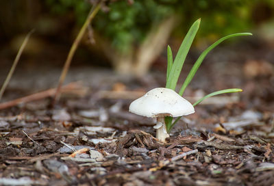 Close-up of mushroom growing on field