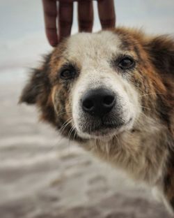 Close-up portrait of dog