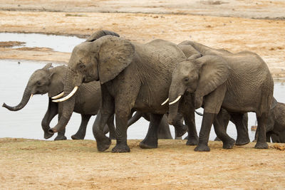 Elephants drinking water