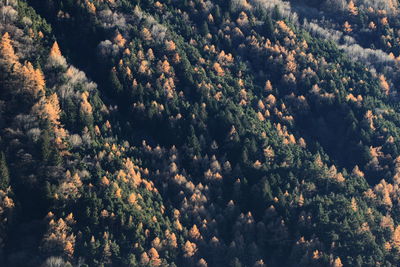 Trees growing against sky