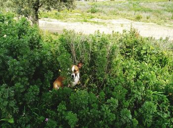 Dog hiding in bush on field