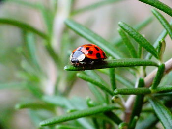 Close-up of ladybug on plant